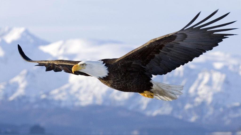 soaring-eagle (1)